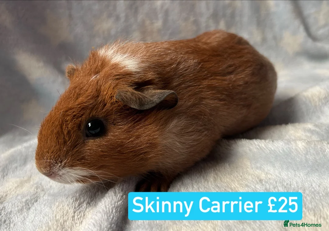 Guinea Pig rodents for sale: Skinny and Hairy Guinea Pig Boars  - Advert 2