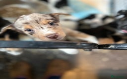Mixed Breed dogs for sale: Kelpie x Border Collie pups available for new home - Image 4