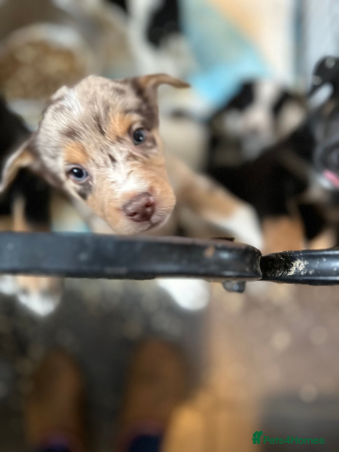Mixed Breed dogs for sale: Kelpie x Border Collie pups available for new home - Image 4