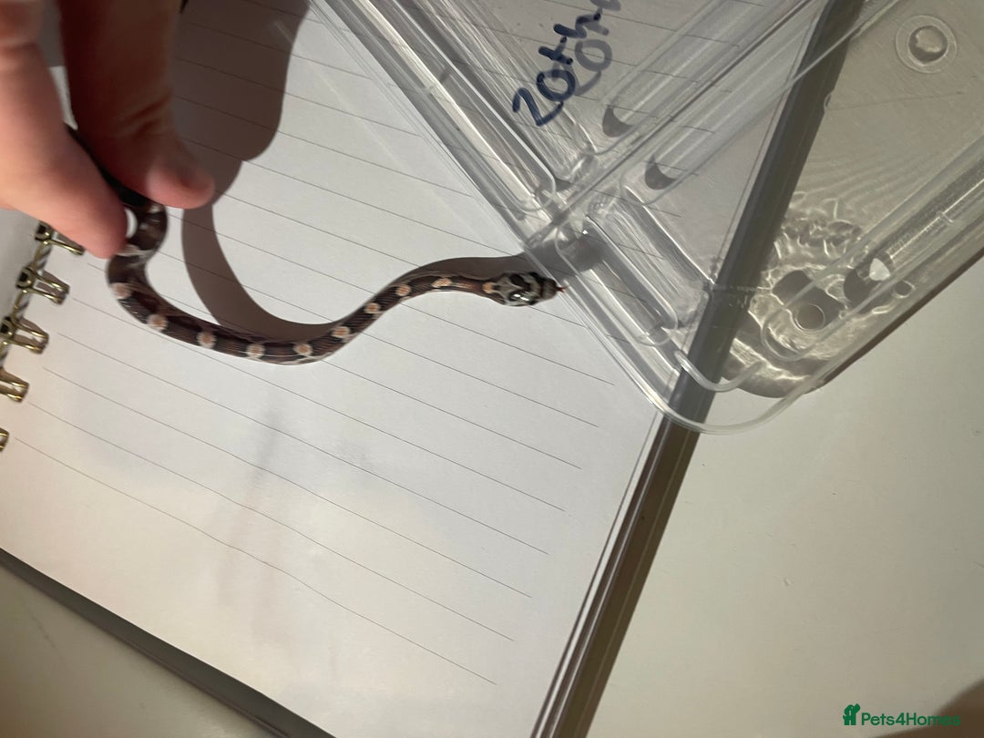 Corn Snake reptiles for sale: various baby corns avaliable  - Image 3