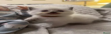 Ragdoll 2