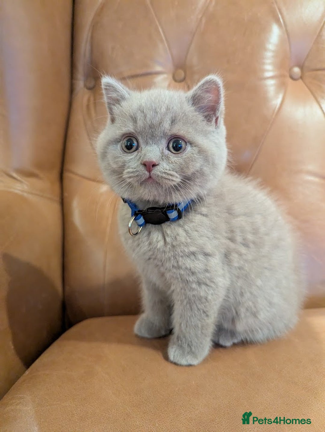 British Shorthair cats for sale: British Shorthair kittens - Advert 6