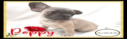 French Bulldog dogs for sale: Excellent Bloodline KC French Bulldogs A** Tested - Advert 12