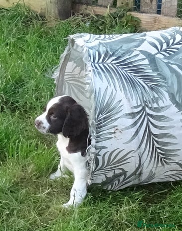 English Springer Spaniel dogs - Advert 2