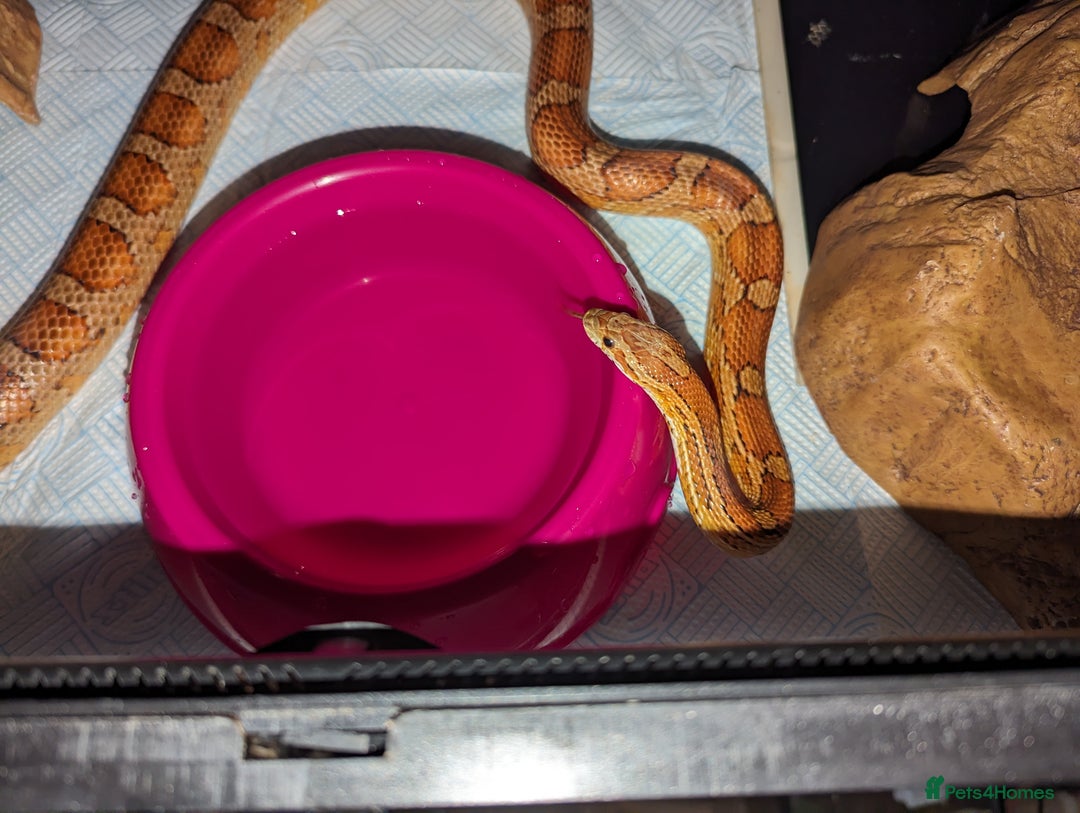 Corn Snake reptiles for sale: Miscellaneous snakes for sale - Image 6