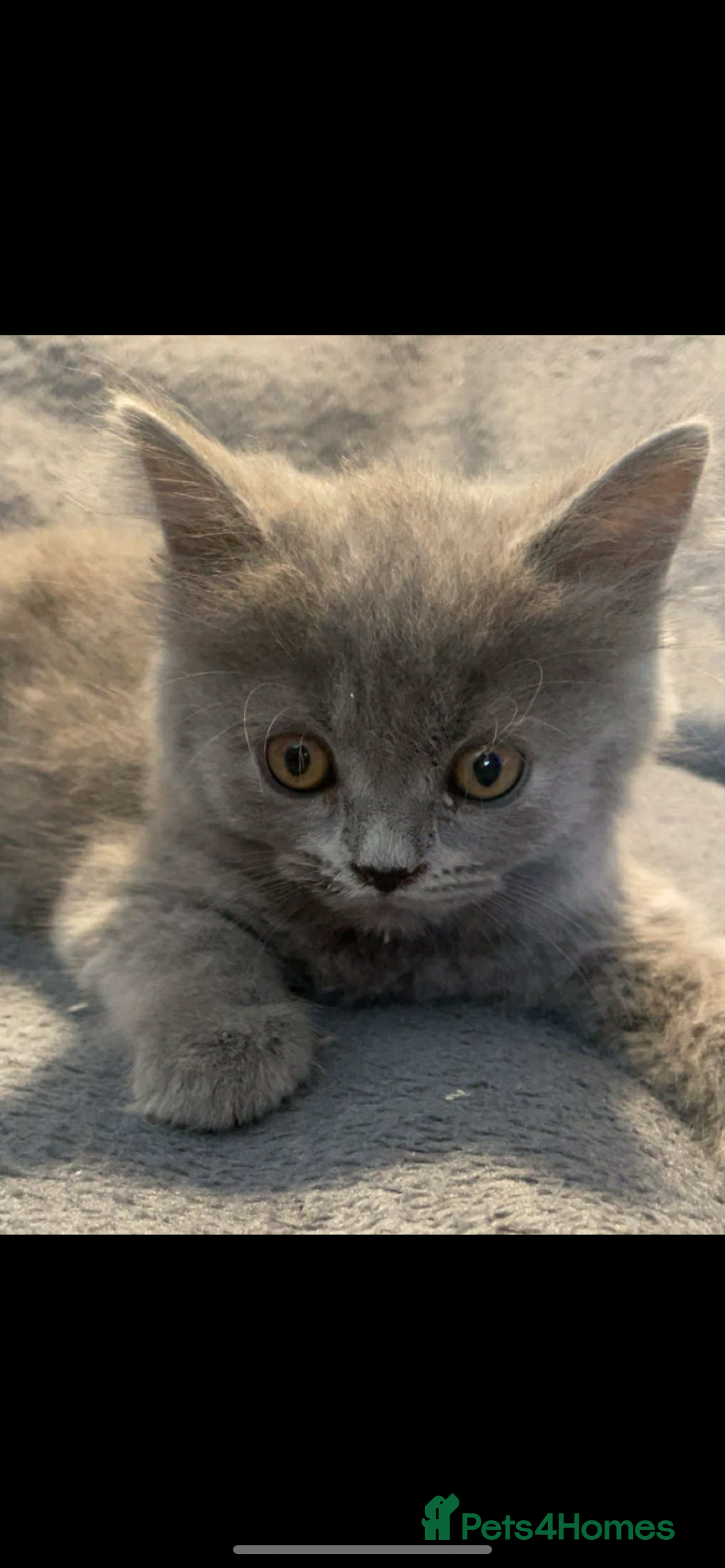 British Shorthair cats for sale: British shorthair kittens - Image 4