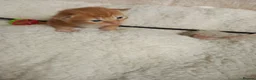 Mixed Breed cats for sale: Goldie and Meg have had their gorgeous kittens - Advert 5