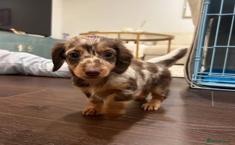 Miniature Dachshund dogs - Advert 1
