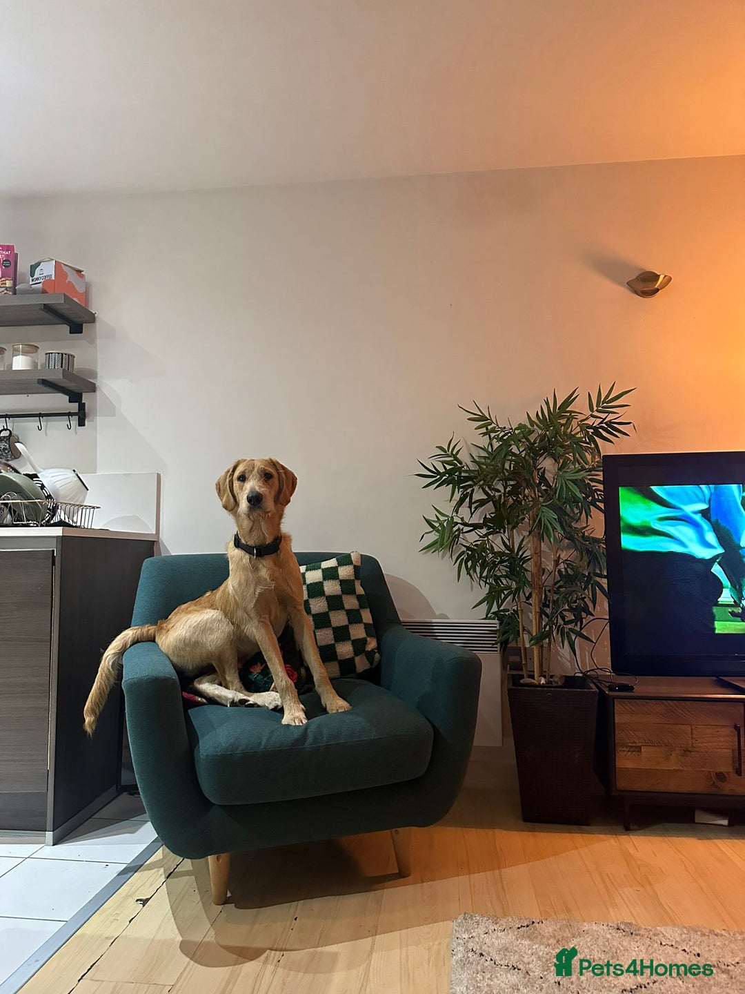 Labradoodle dogs for sale: Meet Eugene the Labra-dude - Image 1