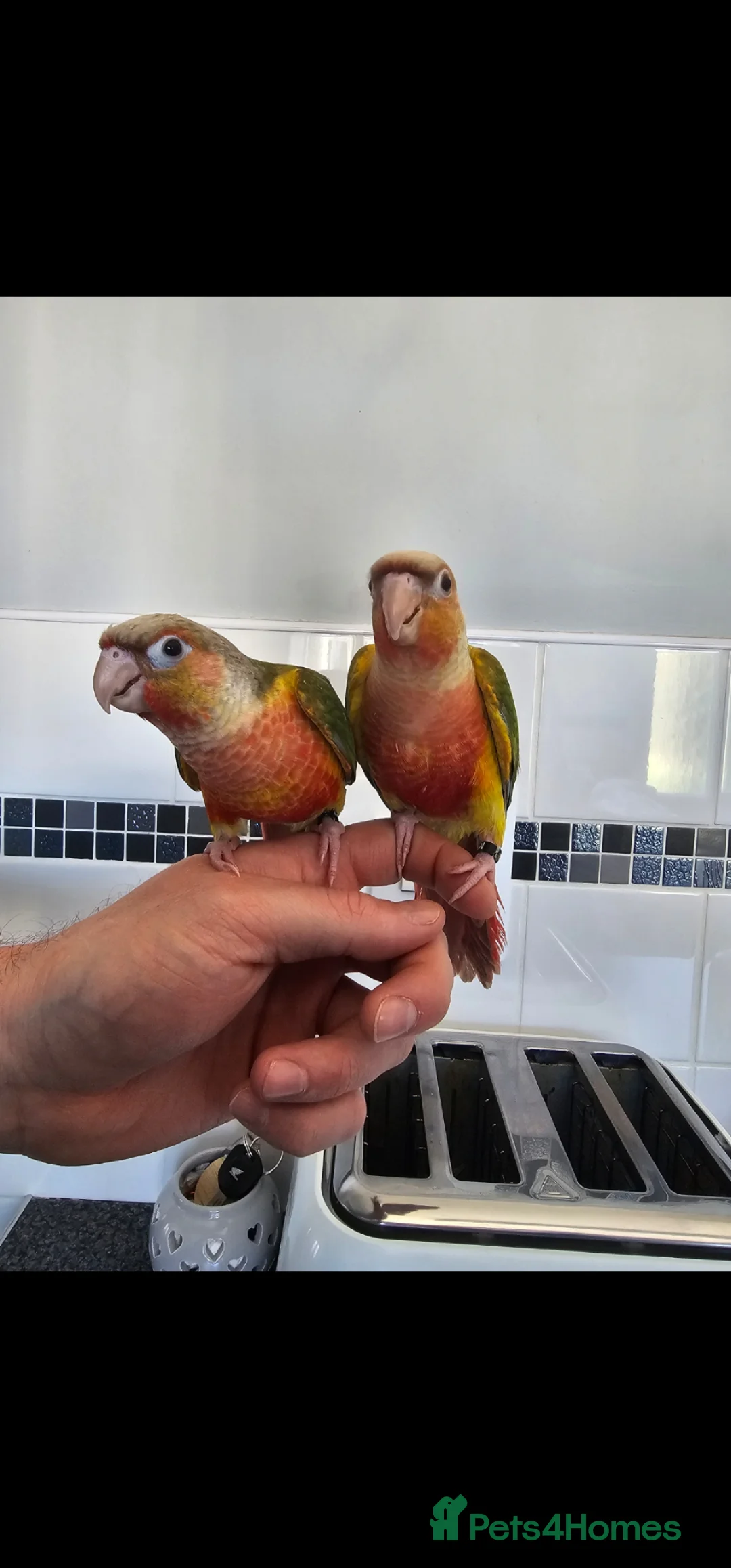 Conures birds for sale: Hand reared baby conures  in Blackwood - Advert 1