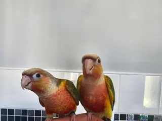 Conures birds Hand reared baby conures - Advert 8