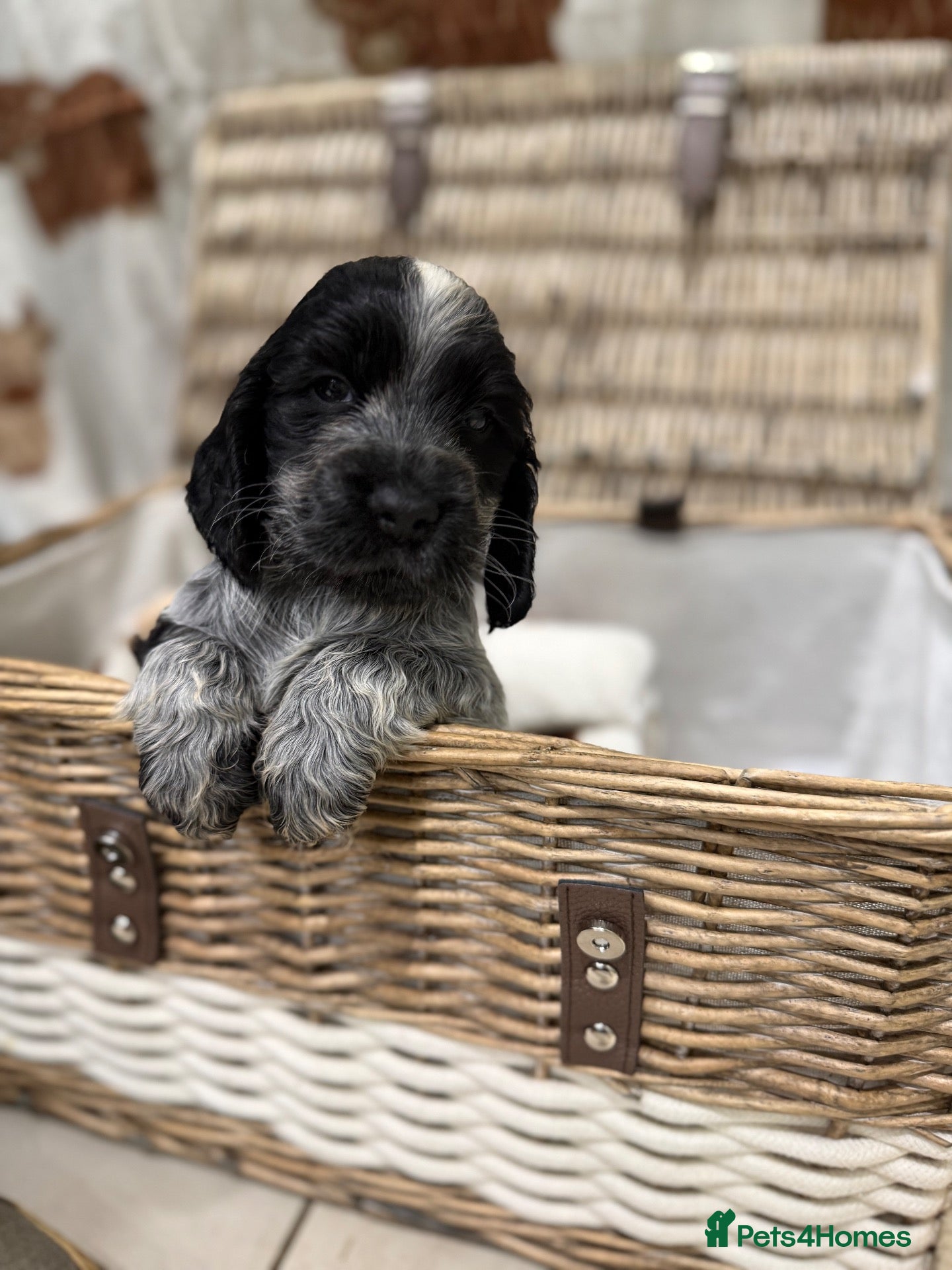 Cocker Spaniel dogs KC  Show cocker spaniel pups - Advert 1