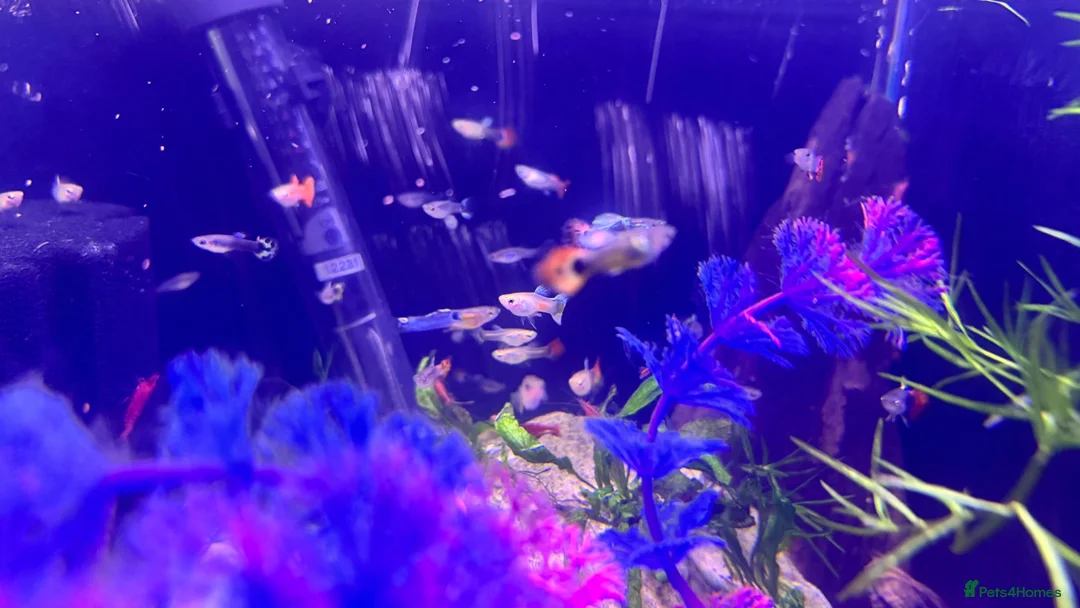 Cichlids fish for sale: Community fish  - Advert 9
