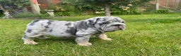 English Bulldog dogs for sale: Top Quality English Bulldog Pups Not Your Usual  in Colchester - Advert 26