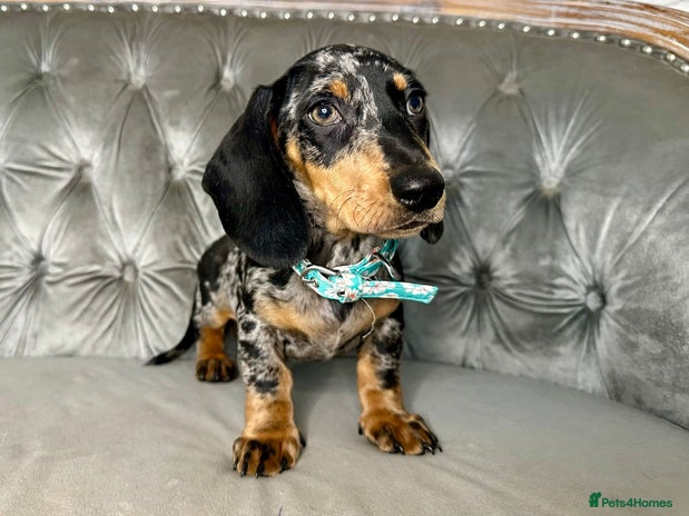 Miniature Dachshund dogs - Advert 16