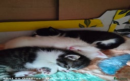 Turkish Angora cats for sale: Turkish Angora kittens for sale - Image 2