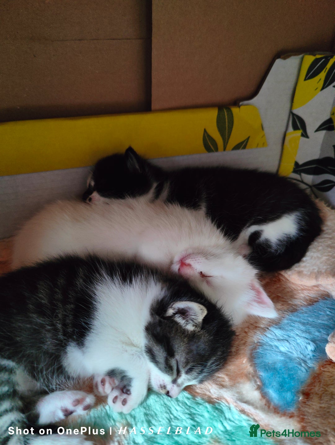 Turkish Angora cats for sale: Turkish Angora kittens for sale - Image 2