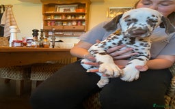 Dalmatian dogs for sale: Absolutely stunning liver puppy  - Image 34