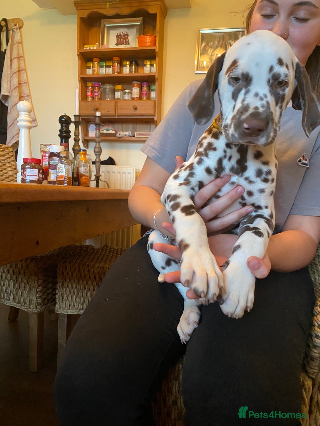 Dalmatian dogs for sale: Absolutely stunning liver puppy  - Image 34