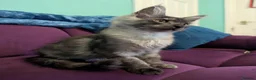 Maine Coon cats for sale: Maine Coon Pedigree Kittens  - Advert 2