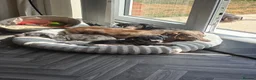 Jackshund dogs for sale: Ready for there forever homes  - Advert 13