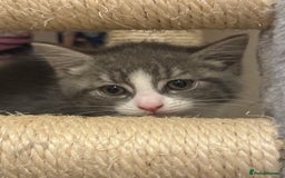 Mixed Breed cats for sale: 3 mixed kittens 😸😸😸 - Image 5