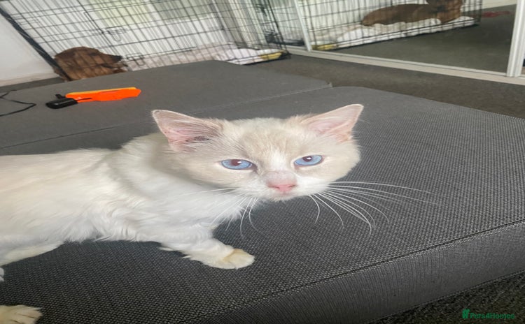 Ragdoll cats - Advert 13