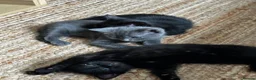 Mixed Breed cats for sale: Black and Blue/ Grey Domestic Short Hair Kittens in Harlow - Advert 3