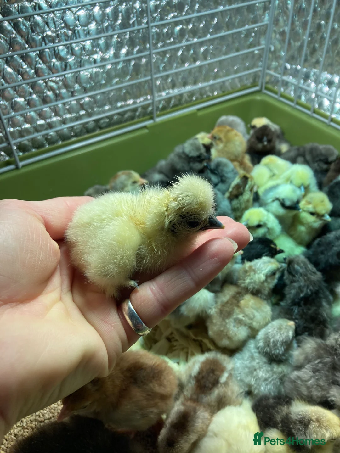 Chickens poultry for sale: Silkie bantam chicks mixed colour hatched 11/05/26 - Advert 1