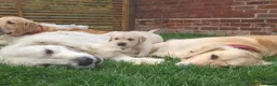 Golden Retriever dogs for sale: 5* Golden Retriver puppies - Advert 14