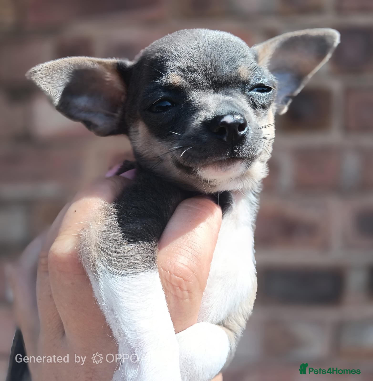 Chihuahua dogs Fabulous Chihuahua puppies  - Advert 2