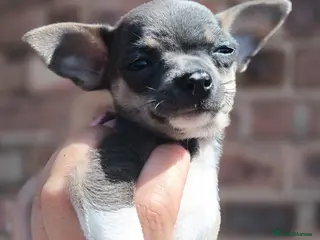 Chihuahua dogs Fabulous Chihuahua puppies - Advert 2