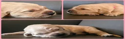 Golden Retriever dogs for sale: KC Golden Retrievers 🧬 Health Tested Parents - Advert 15