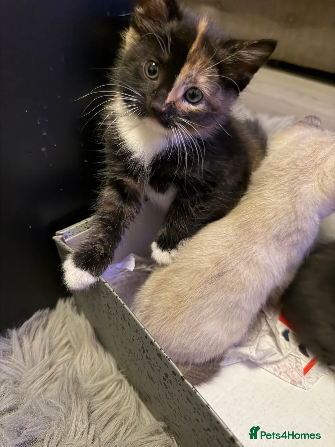 Asian cats for sale: Beautiful kittens  - Advert 2