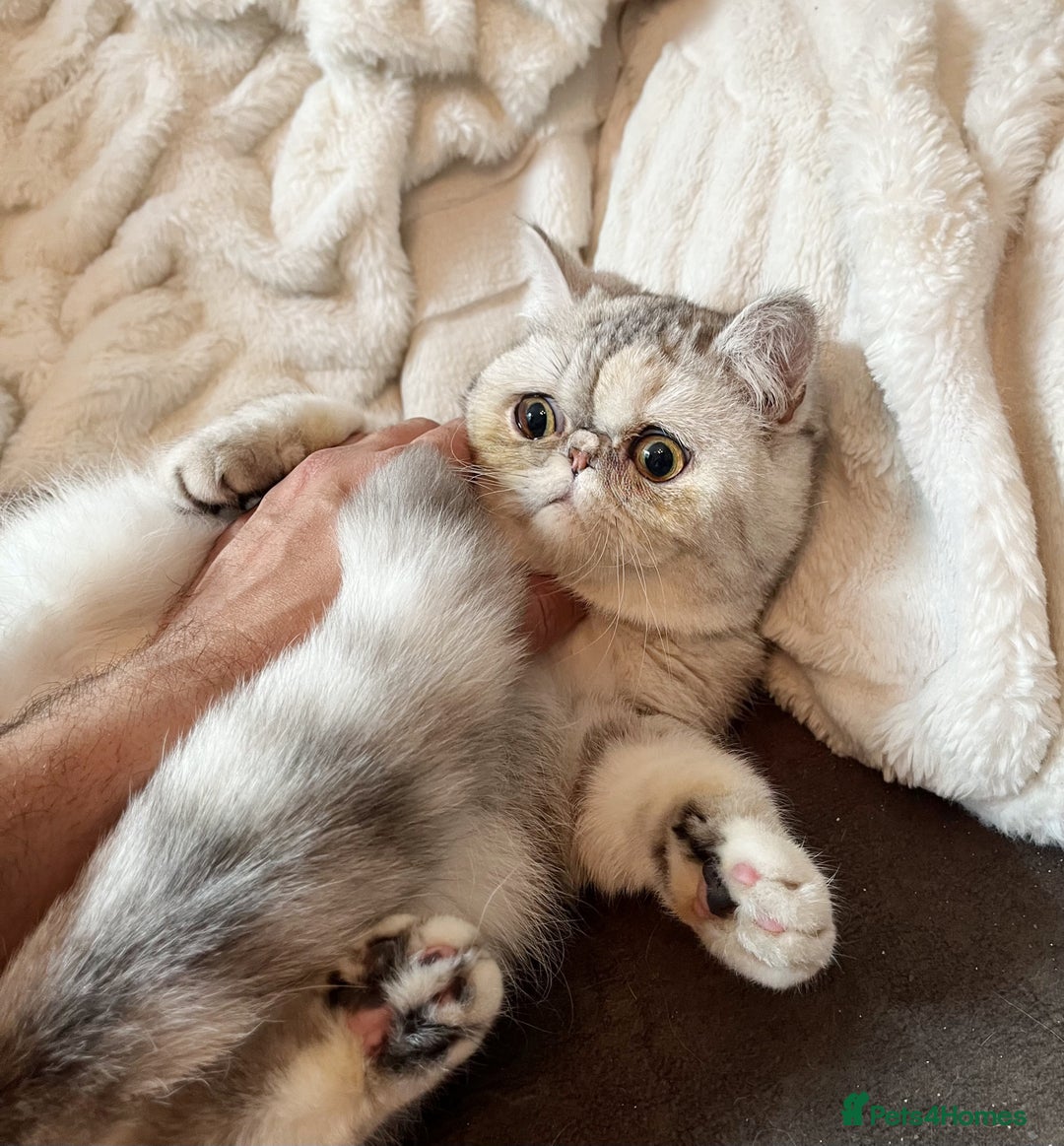 Exotic cats for sale: Supreme Quality Exotics - TICA reg - Advert 3