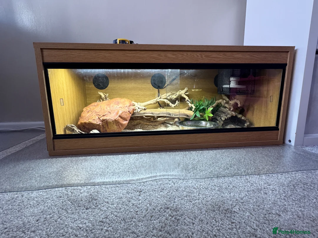 Python Snake reptiles for sale: Butter-belly ball python and full set up - Advert 7