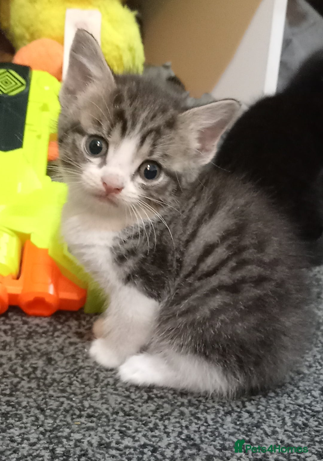 British Shorthair cats for sale: Cute kittens looking for forever homes  - Advert 1