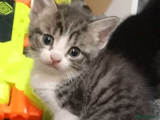 British Shorthair cats Cute kittens looking for forever homes - Advert 2