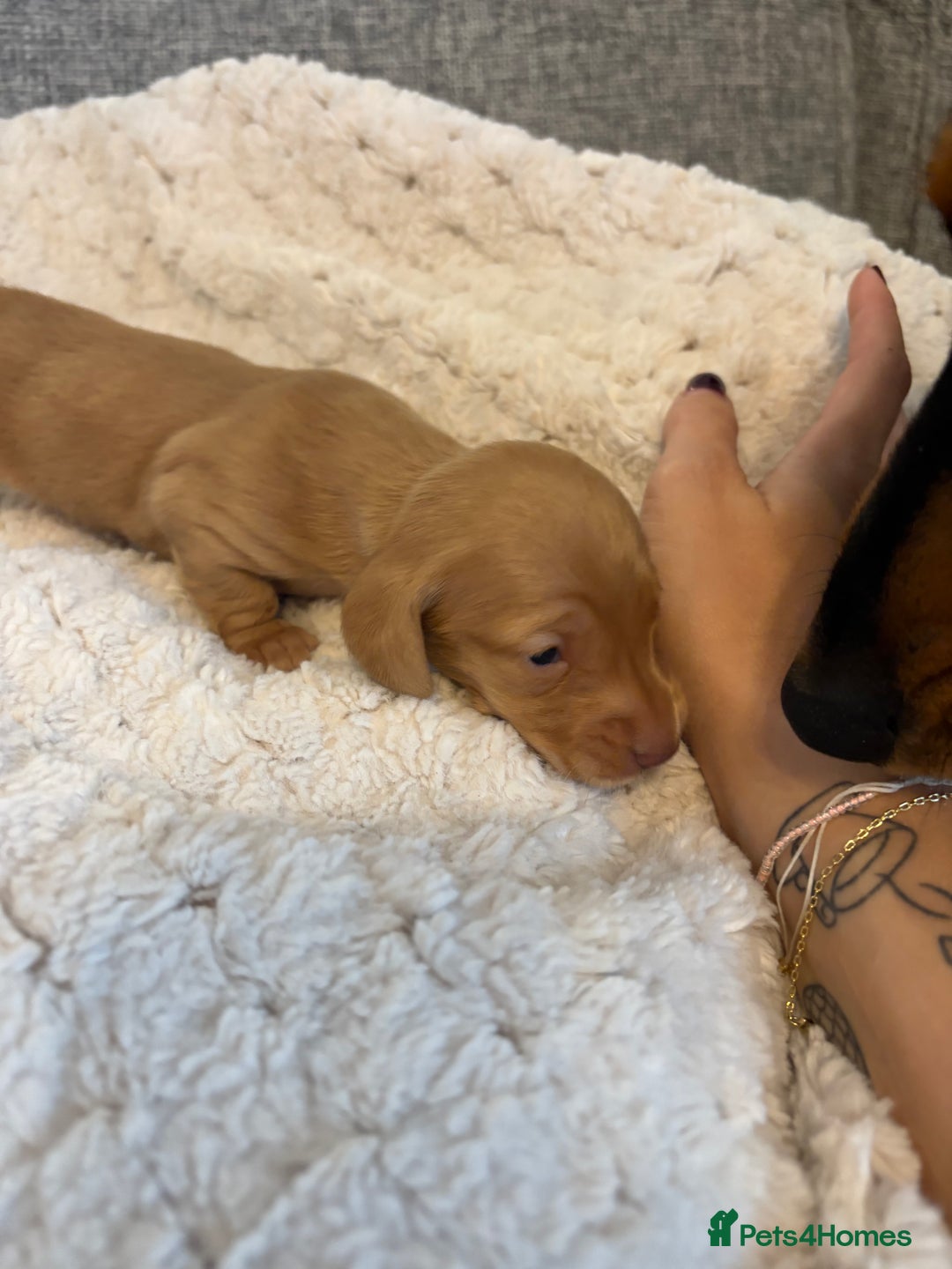 Dachshund dogs for sale: Stunning Chocolate & Cream puppies  - Image 7