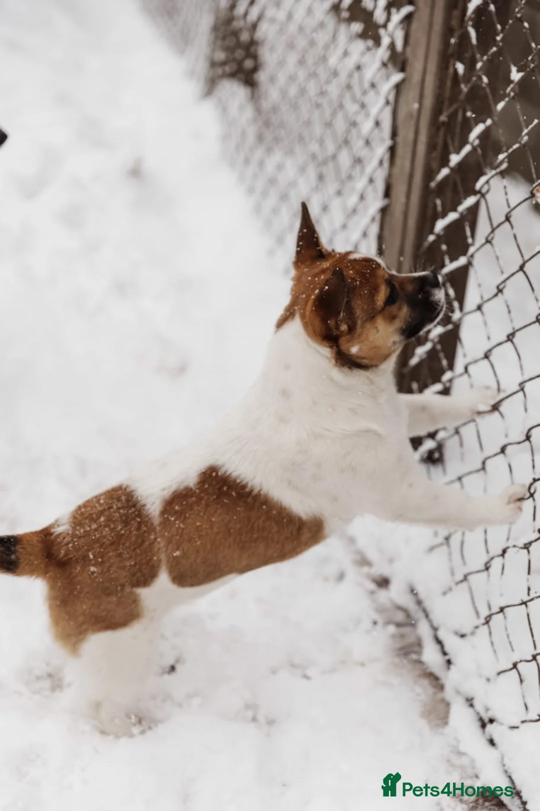 Mixed Breed dogs for adoption: 💖🐶 DEMI-MOON 🐶💖 - Advert 14