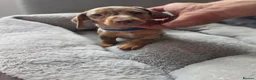 Miniature Dachshund dogs for sale: Miniature dachsund - Advert 11