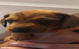 Dachshund dogs for sale: Standard Dachshund puppies  - Advert 2