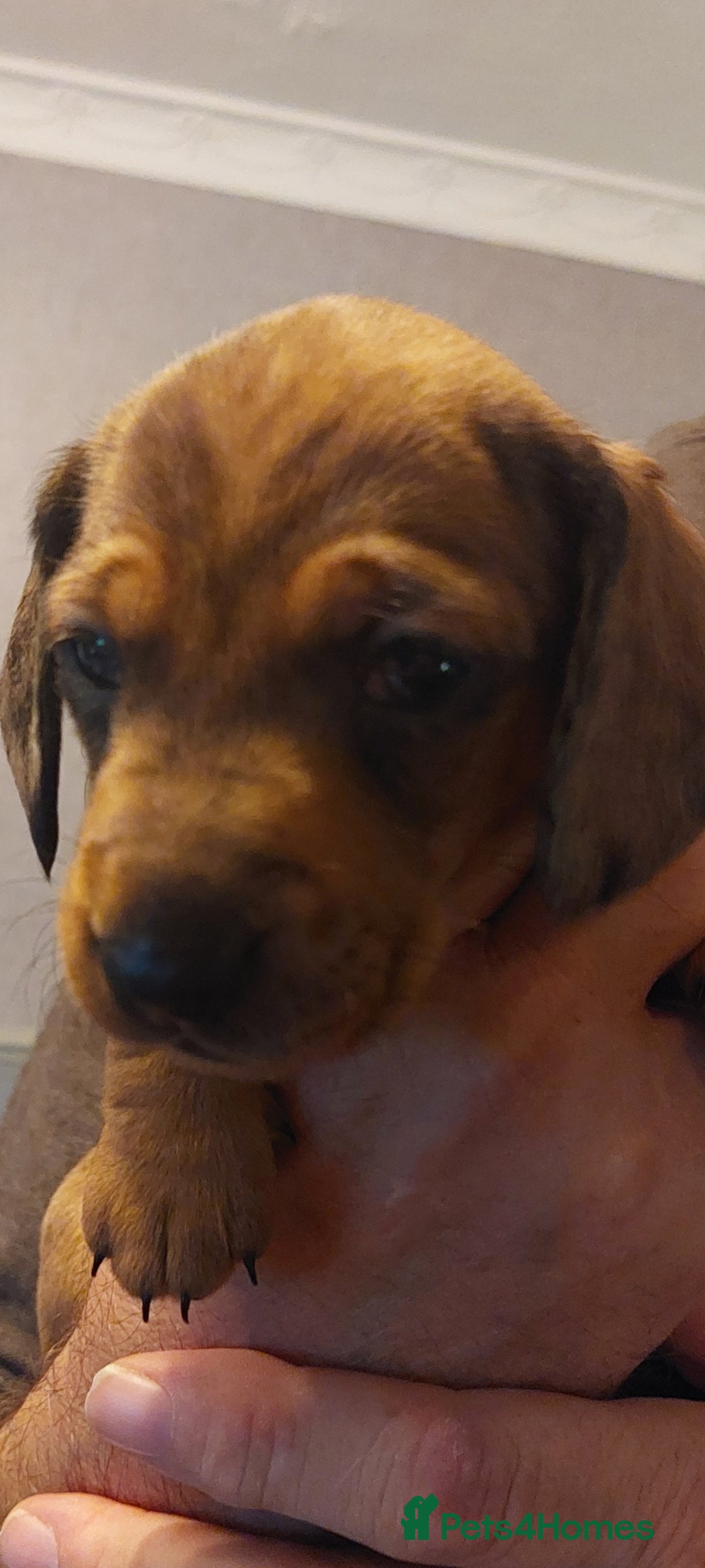 Dachshund dogs for sale: Standard Dachshund puppies  - Advert 2