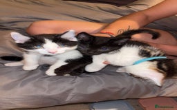Domestic Shorthair cats for sale: 2 kittens available  - Image 5