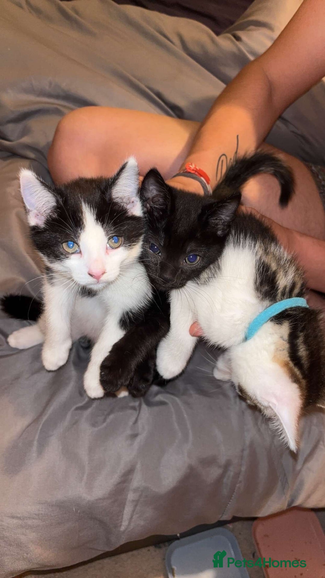 Domestic Shorthair cats for sale: 2 kittens available  - Image 5