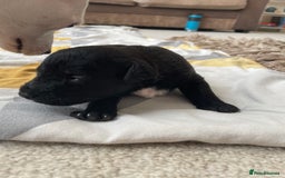 Mixed Breed dogs for sale: 4 Stunning Boy Jackapoos - Image 5