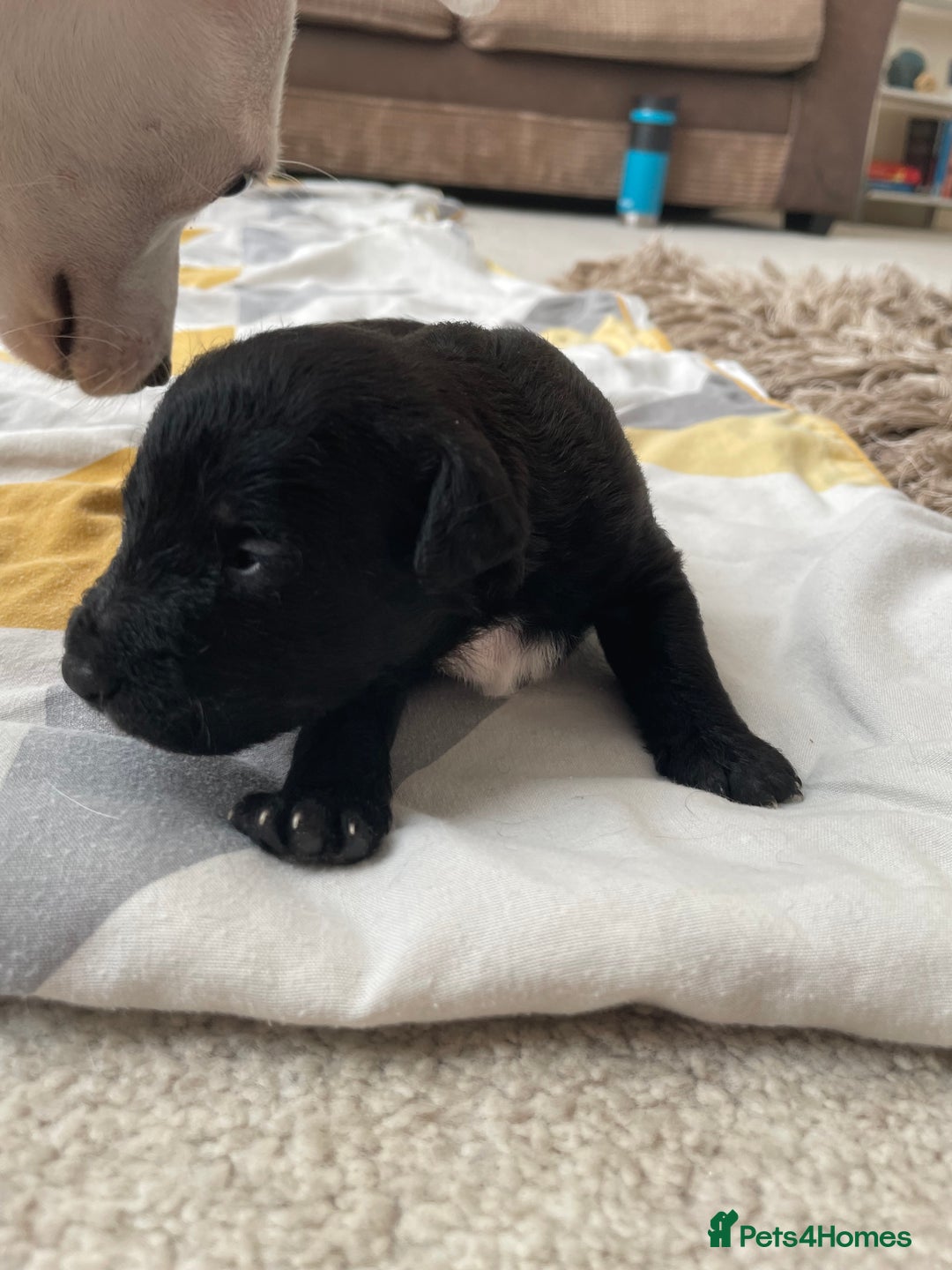 Mixed Breed dogs for sale: 4 Stunning Boy Jackapoos - Image 5