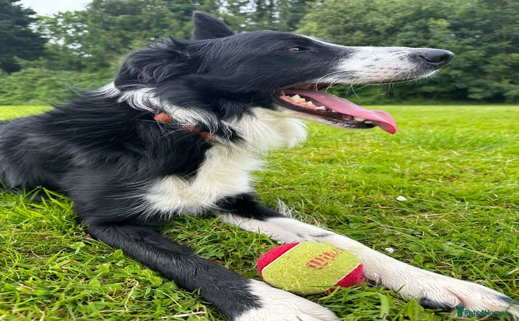 Border Collie dogs - Advert 3