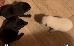 Pug dogs for sale: Pug pups  - Image 1