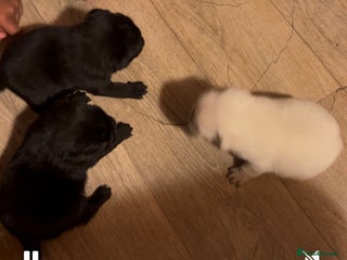 Pug dogs - Advert 31